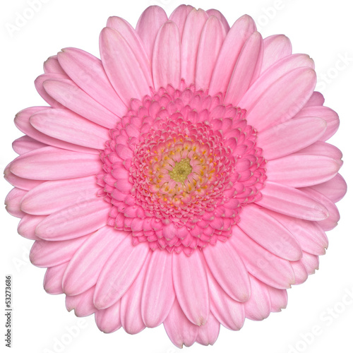 front view of isolated pink gerbera daisy flower