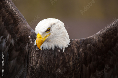 Принти на полотні Majestic Bald Eagle