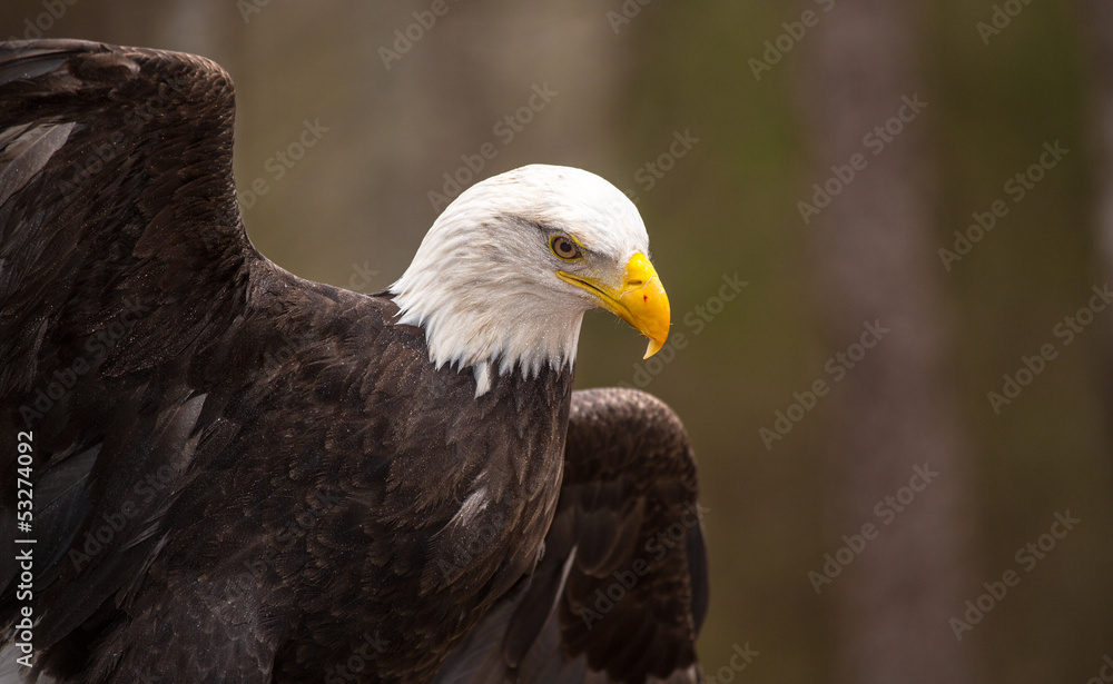 Obraz premium Majestic Bald Eagle