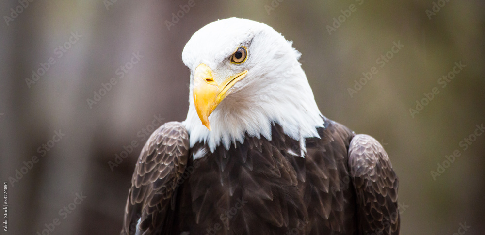 Obraz premium Majestic Bald Eagle