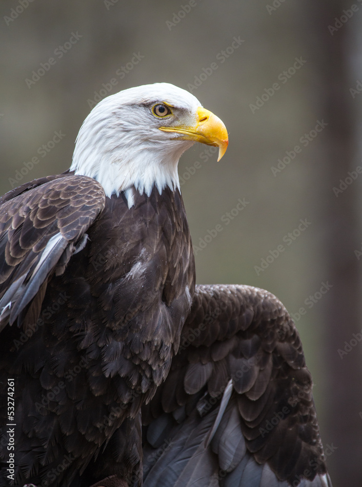 Fototapeta premium Majestic Bald Eagle