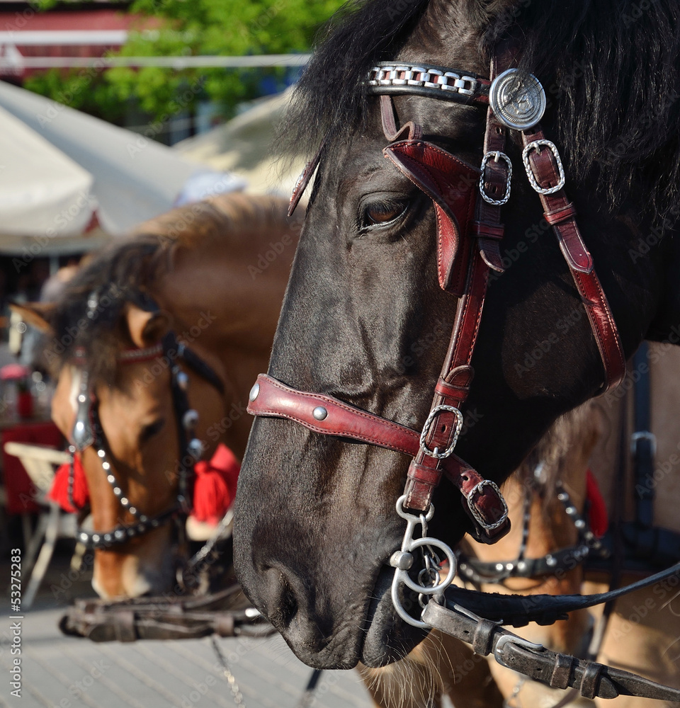 Obraz premium two Horses