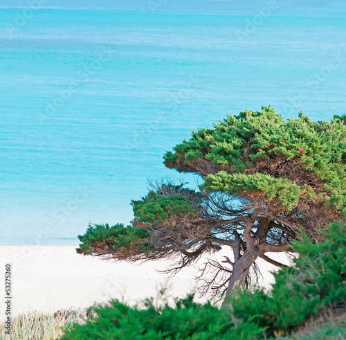 Fotografie pine by the shore