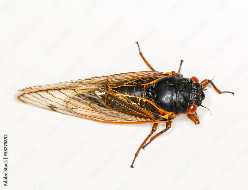 Naklejka premium Macro image of cicada from brood II