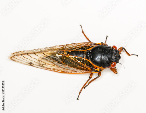 Macro image of cicada from brood II © steheap