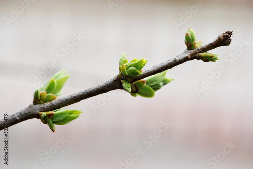 Green buds on a tree branch