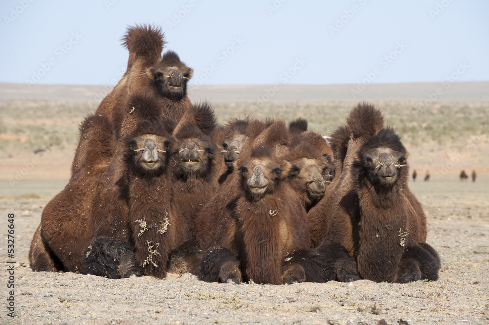 Kamele StockFoto Adobe Stock