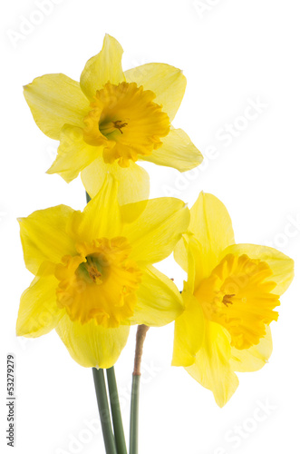 Fototapeta Naklejka Na Ścianę i Meble -  Jonquil flowers