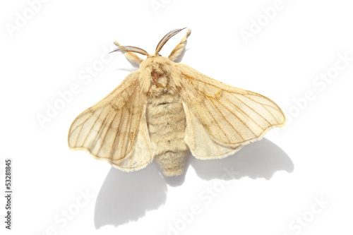 Obraz na płótnie Butterfly of Silk moth