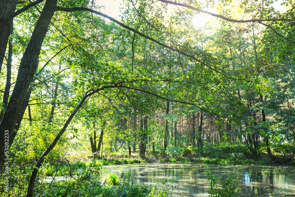 Obraz premium Forest