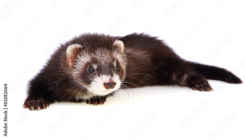 Ferret kit Ferret kit