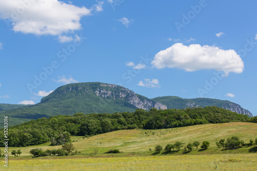 Summer meadow