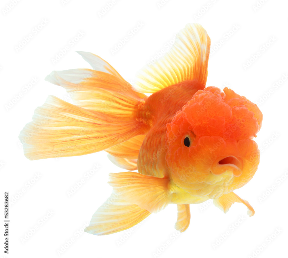 Fototapeta premium closeup of a goldfish isolated