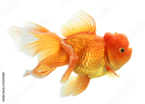closeup of a goldfish isolated