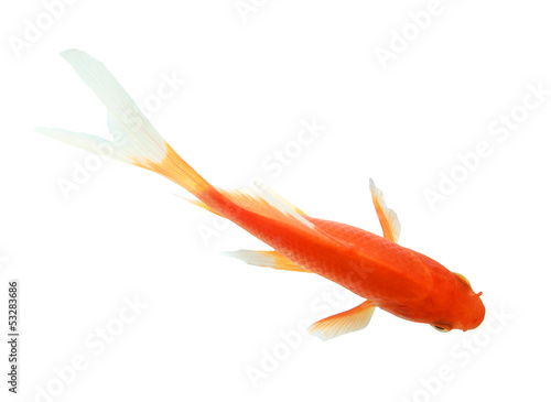 Fotografia, Obraz closeup of a goldfish isolated