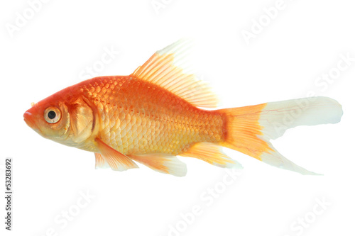 closeup of a goldfish isolated