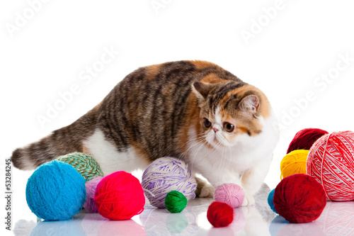 persian exotic cat isolated with balls of different colours photo