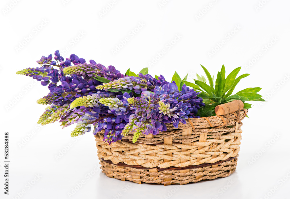 Fototapeta premium Beautiful lupine bouquet in basket