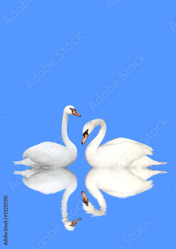 Fototapeta Naklejka Na Ścianę i Meble -  Two swans