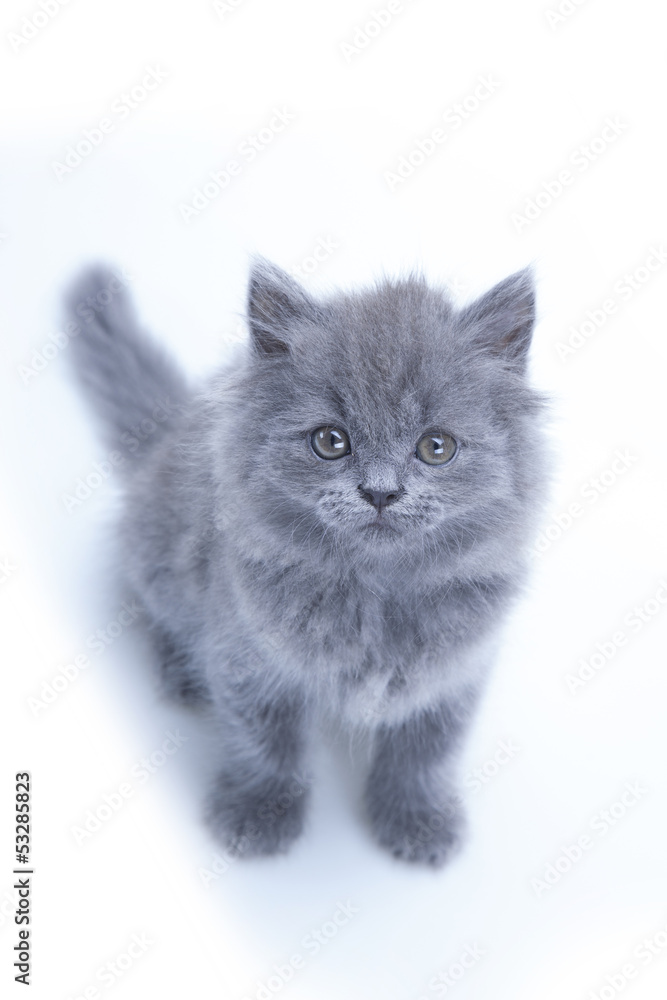 Pretty young blue cat
