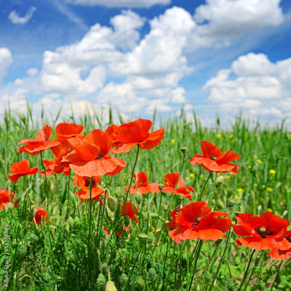 Fototapeta premium poppies on green field
