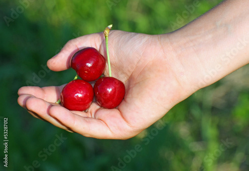 many red cherry in a hand of child hand in summer