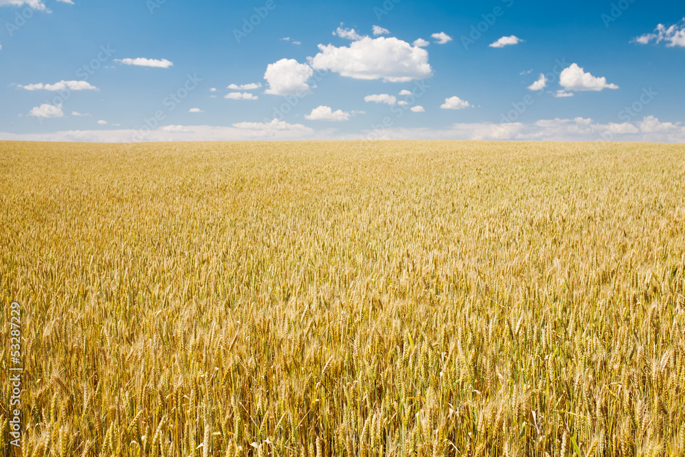 Ripe wheat landscape against blue sky
