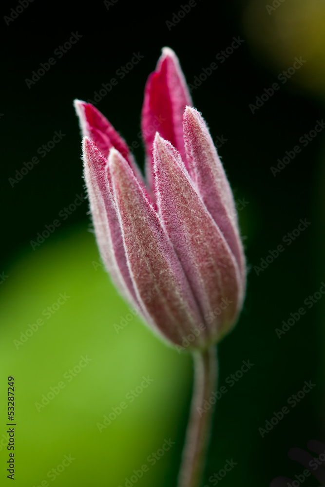 Clematis flower, close up photo