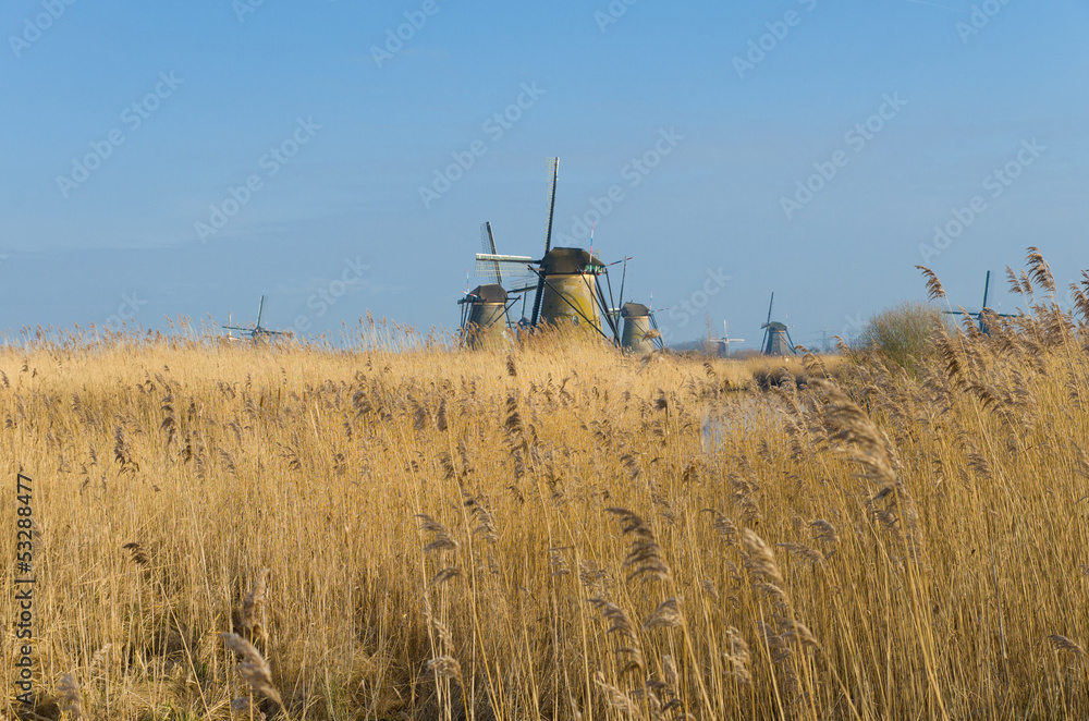 Fototapeta premium dutch windmills