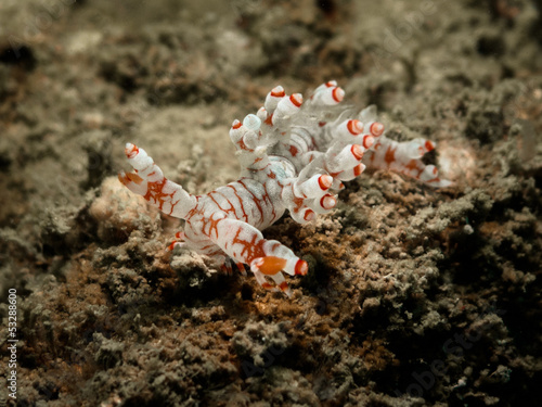 Nudibranch - Bornella stellifer photo