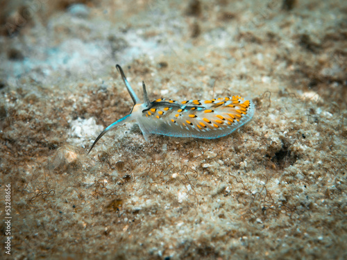 Nudibranch - Cerberilla affinis