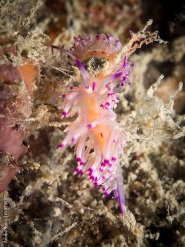 Nudibranch - Flabellina rubrolineata photo