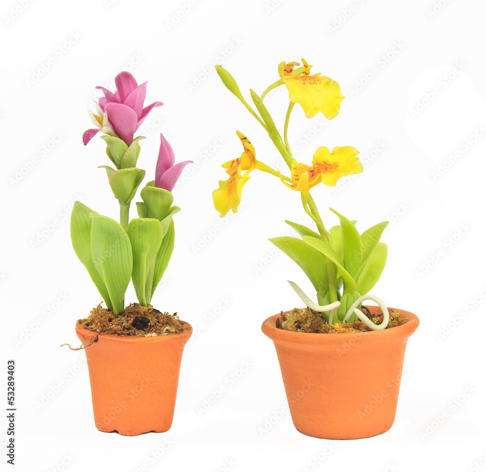 dual flower in flowerpot
