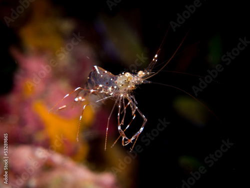 Glass Cleaner Shrimp - Urocardidella sp