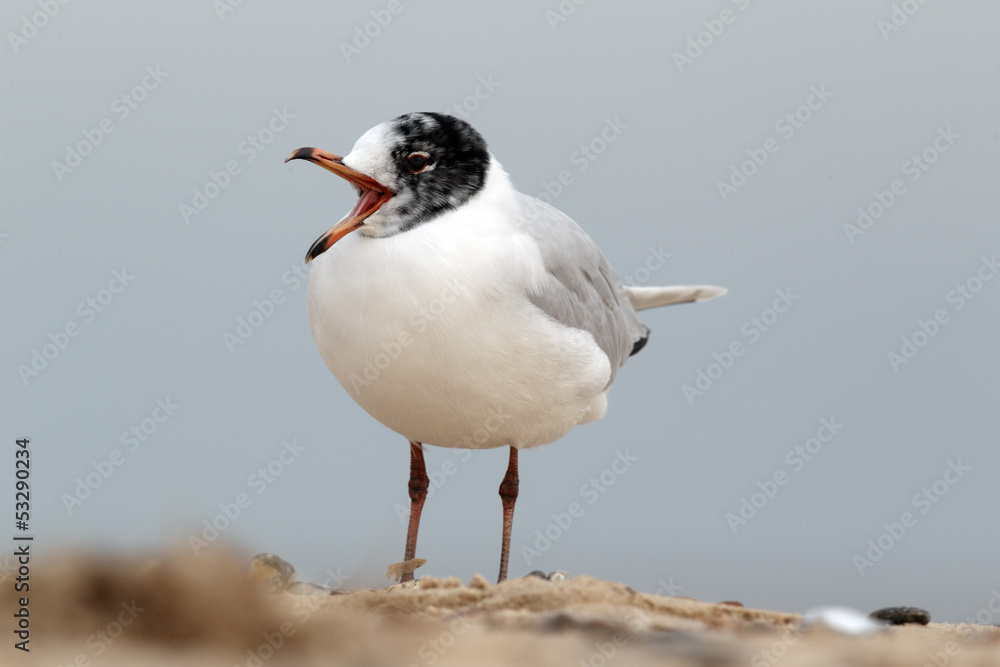 Obraz premium Mediterranean gull, Larus melanocephalus