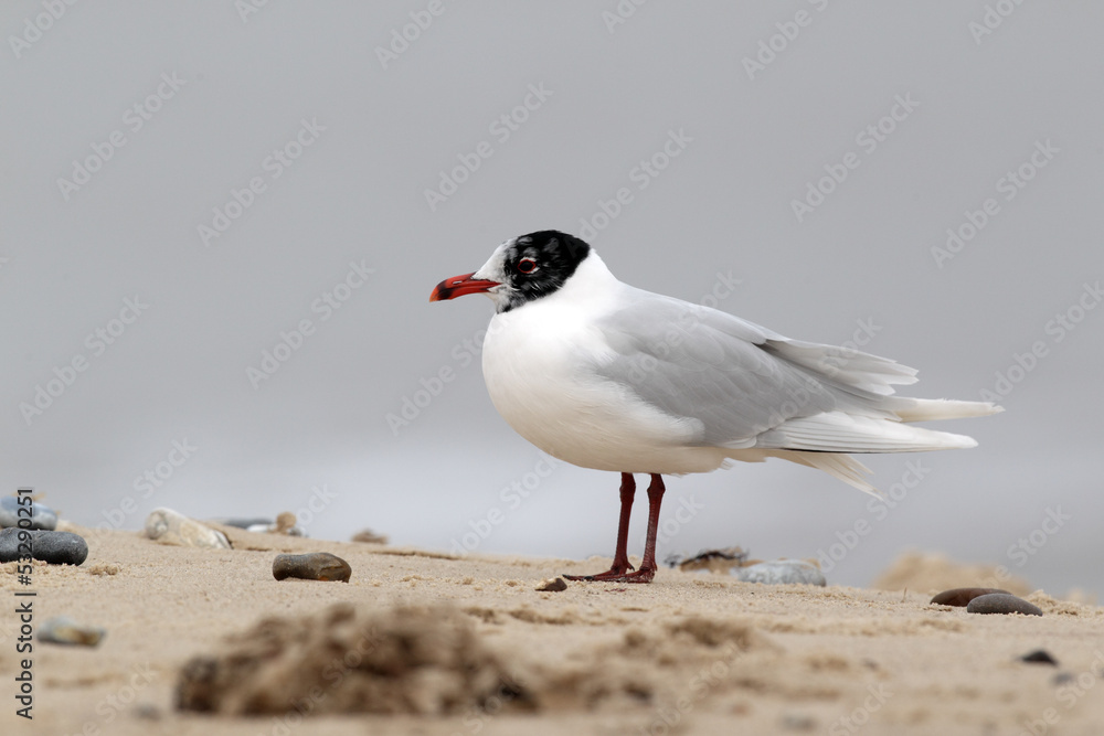 Obraz premium Mediterranean gull, Larus melanocephalus