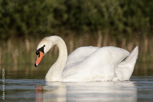 Fototapeta Naklejka Na Ścianę i Meble -  Mute swan, Cygnus olor , single bird swimming 