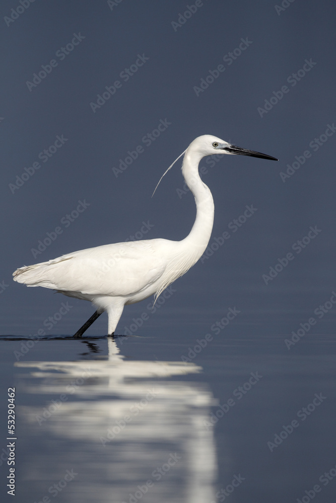Little egret, Egretta garzetta, Little egret, Egretta garzetta,