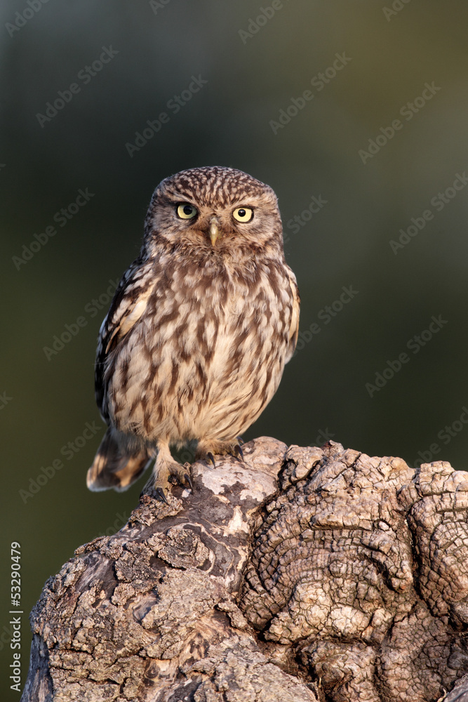 Little owl, Athene noctua, Little owl, Athene noctua,