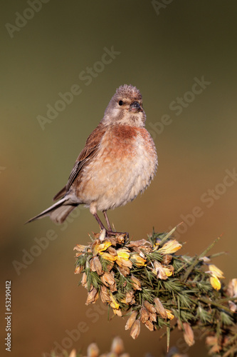 Linnet, Carduelis cannabina, single male