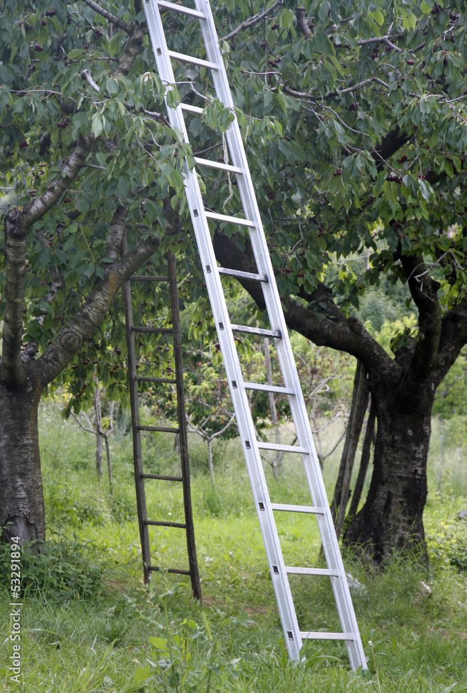 Orchard with aluminum ladder propped to fruit trees during harve Orchard with aluminum ladder propped to fruit trees during harve