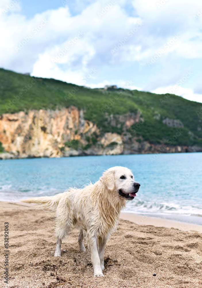 labrador retriever on the beach