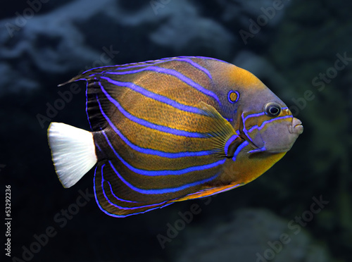angelfish underwater - pomacanthus annularis