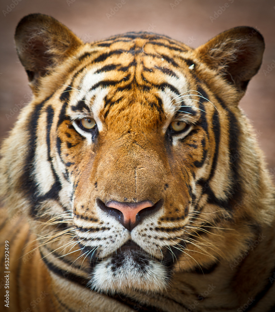Fototapeta premium Tiger