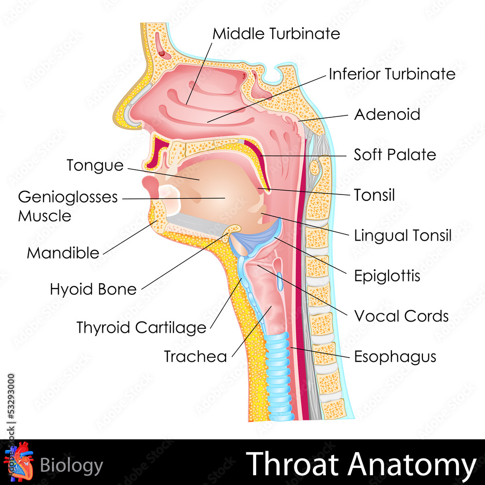 throat-anatomy-ilustraci-n-de-stock-adobe-stock