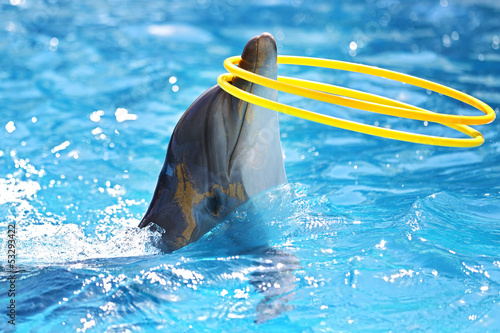 Dolphin with a hula-hoop