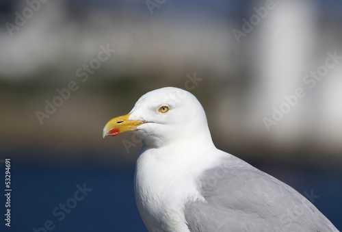 portrait de goéland