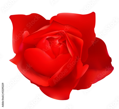 Red rose