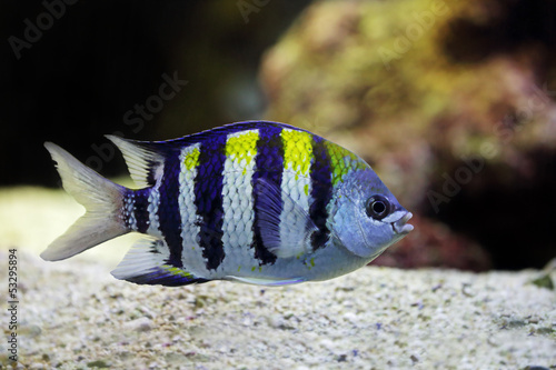 Canvas Print Sergeant Major fish