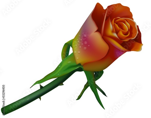 Colored Rose